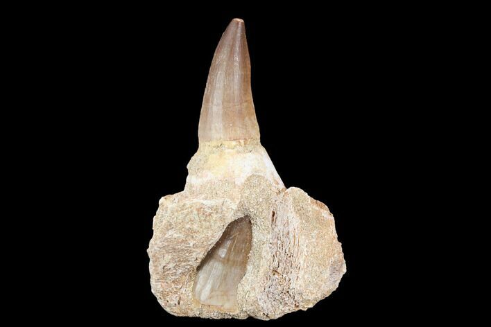 Fossil Mosasaur (Prognathodon) Jaw Section With Tooth - Morocco #116977